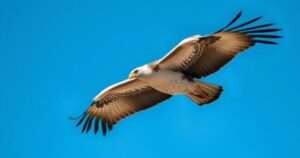 A majestic vulture in flight against a clear blue sky, symbolizing freedom and the importance of wildlife conservation.